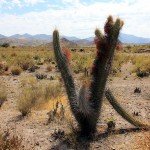 Overal manshoge cactussen vandaag